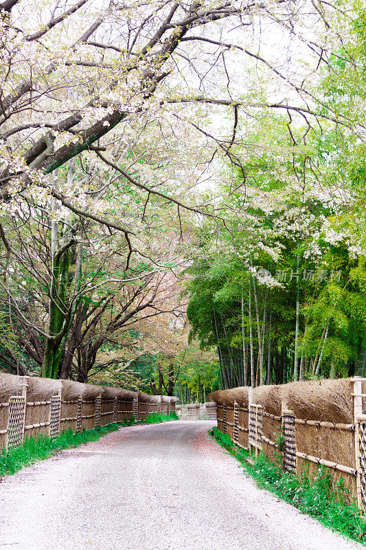 日本的春色/竹林，乡间小路，樱花盛开